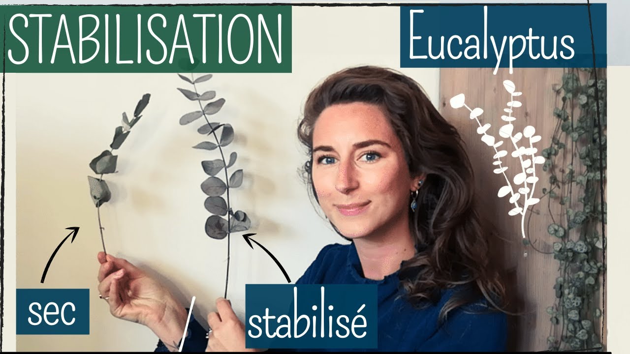 Stabilisation d'Eucalyptus : technique et r&eacute;sultat !