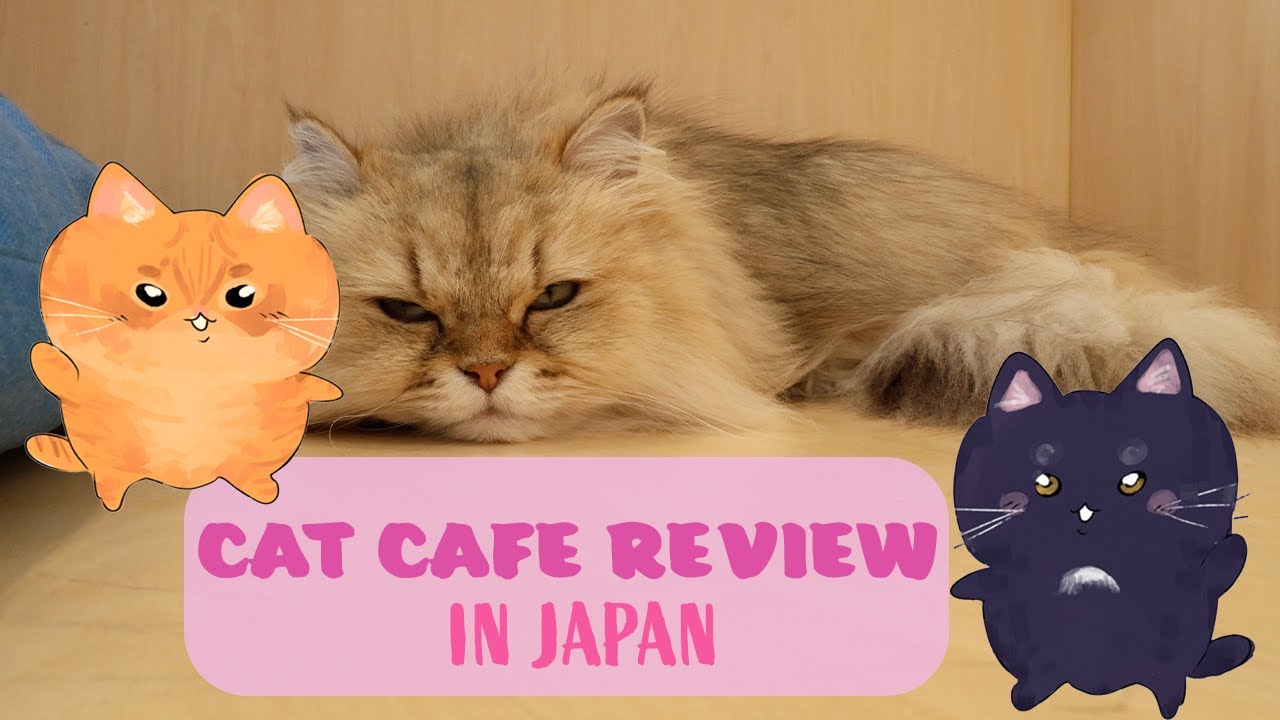 Cat Cafe Review in Nagoya Japan 🇯🇵