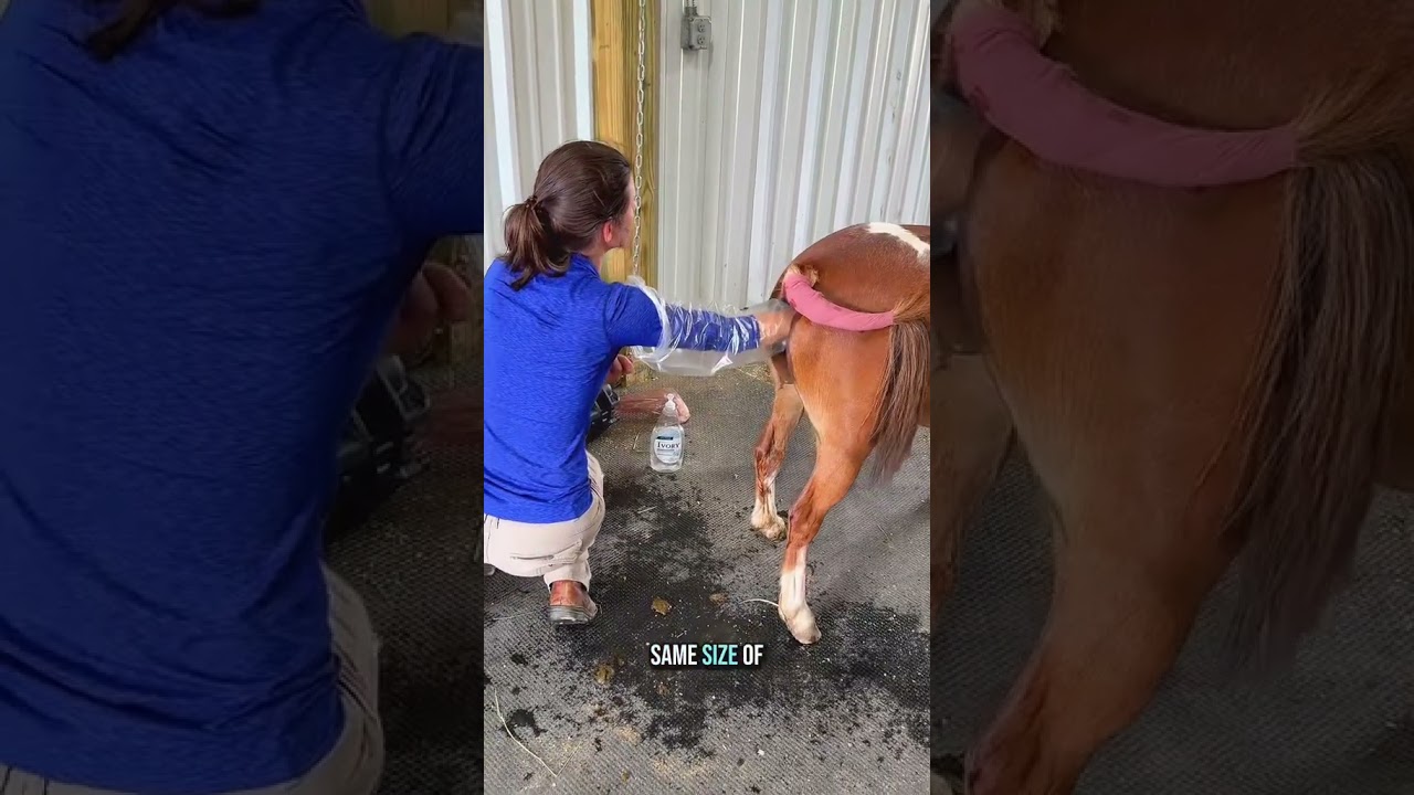Breeding one of my mini mares today&mdash;with help from the vet!