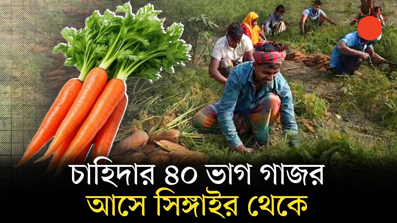 মানিকগঞ্জে গাজর চাষে ব্যাপক সাফল্য | Carrot Success Manikganj | News | Prothom Alo