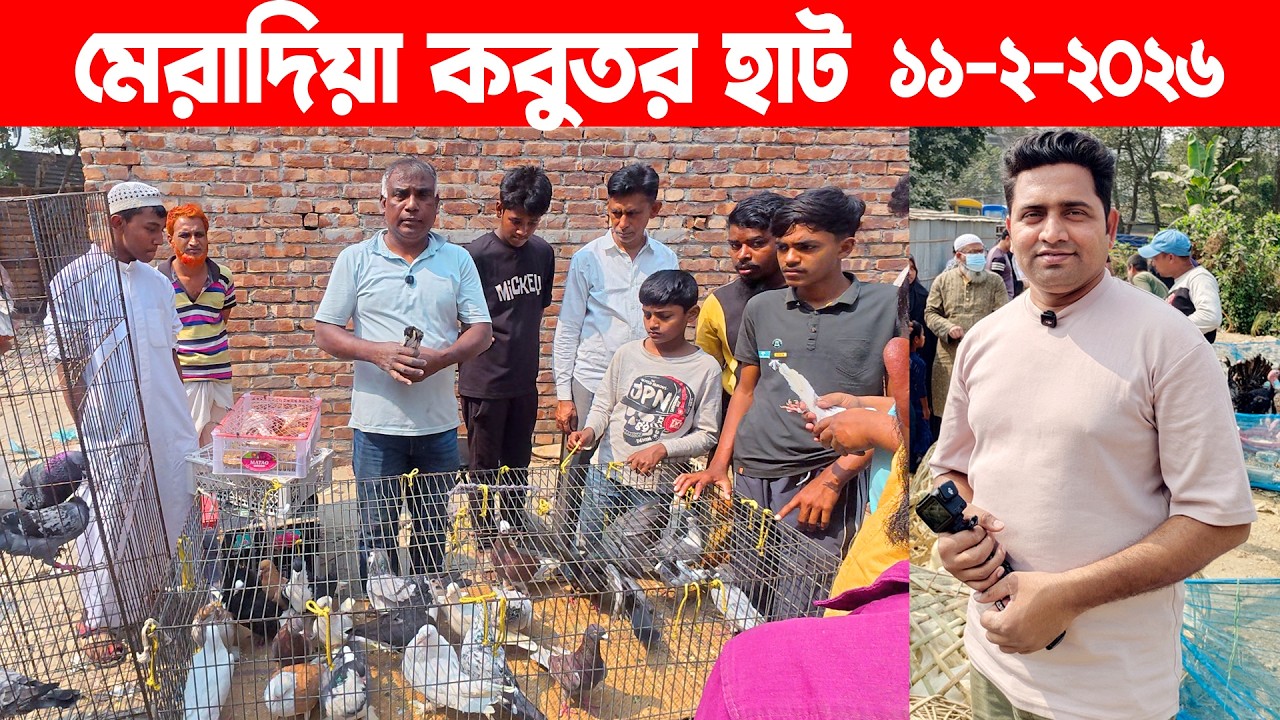 মেরাদিয়া কবুতর হাট ১১-২-২০২৬ | Kobutor hat | Pigeon Market in Bangladesh | Meradiya Kobutor hat