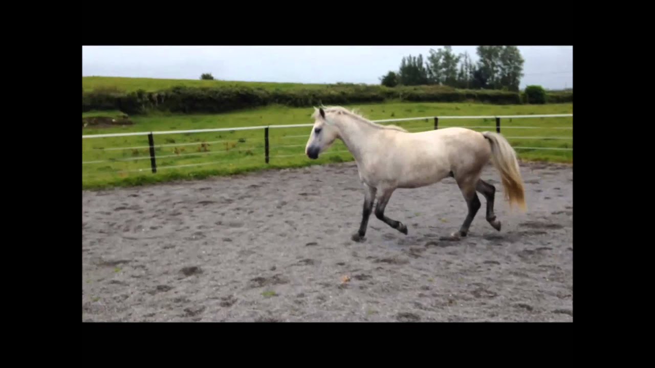 currachmore cashel Gelding