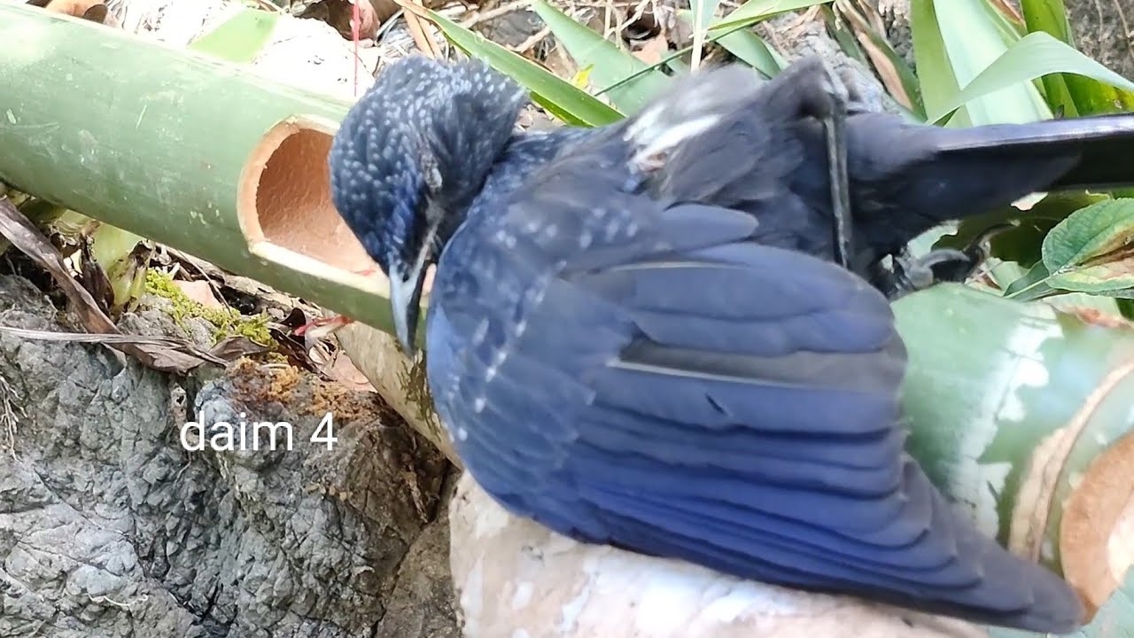Wild Trap Create amazing bamboo bird trap to catch bird