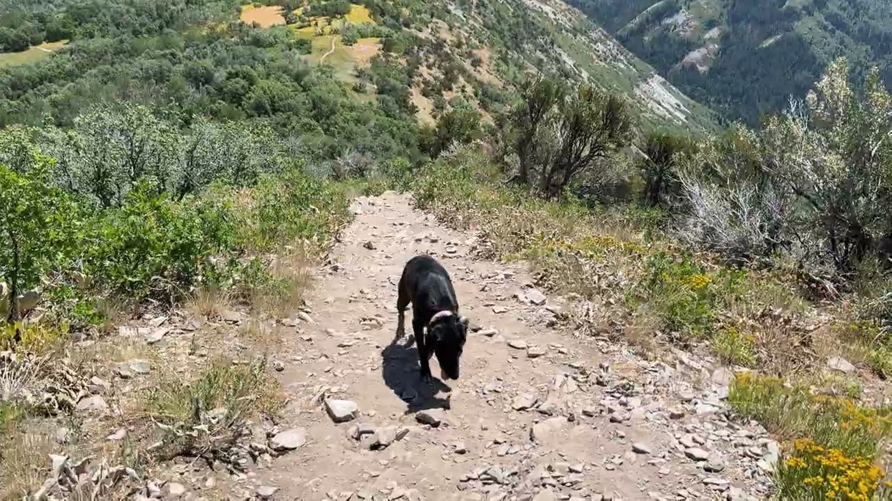 Hiking down from the top of the Buffalo Peak Trail