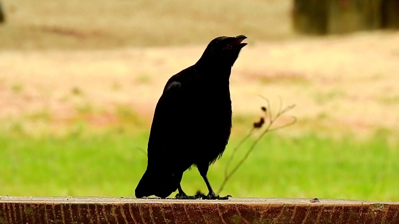 Hashibosogarasu - Corvus corone