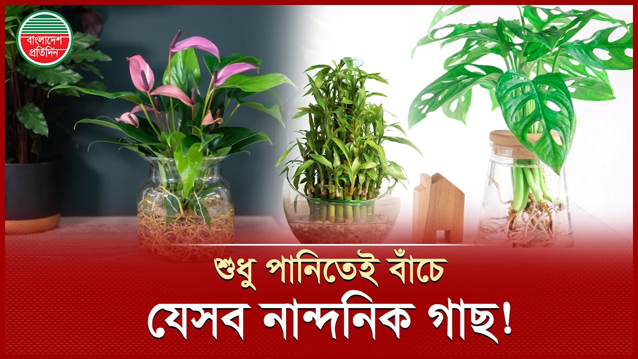 শুধু পানিতেই বাঁচে যেসব ইনডোর প্লান্ট | Only Water | Indoor Plants | Bangladesh Pratidin