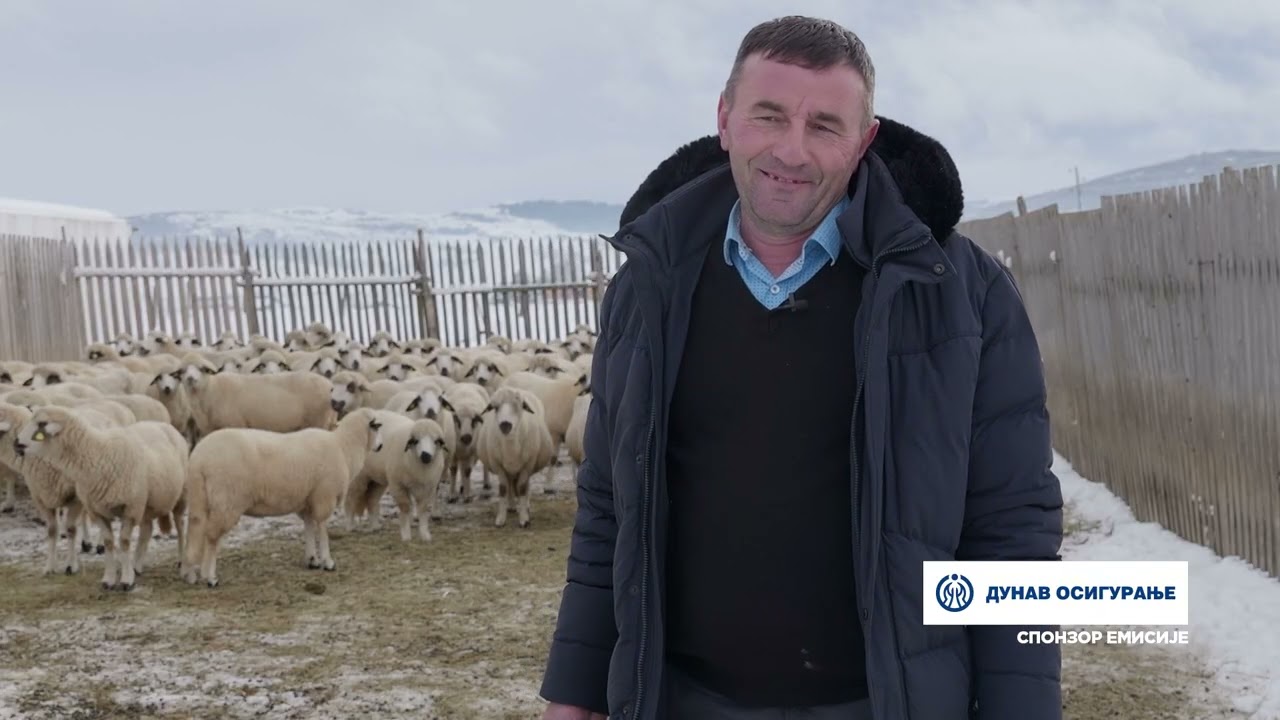 Život na 1.000+ metara: Sjenička pramenka i simentalka – Moamerova priča