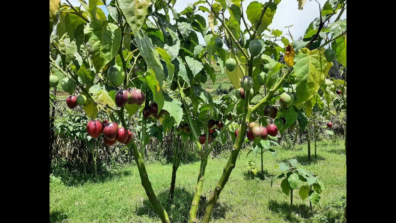 Sobanukirwa ubuhinzi bw'ibinyomoro | Tera Intambwe Muhinzi Mworozi