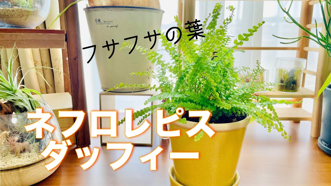 【ネフロレピス ダッフィー】ひとまわり大きな鉢に植え替えてみた