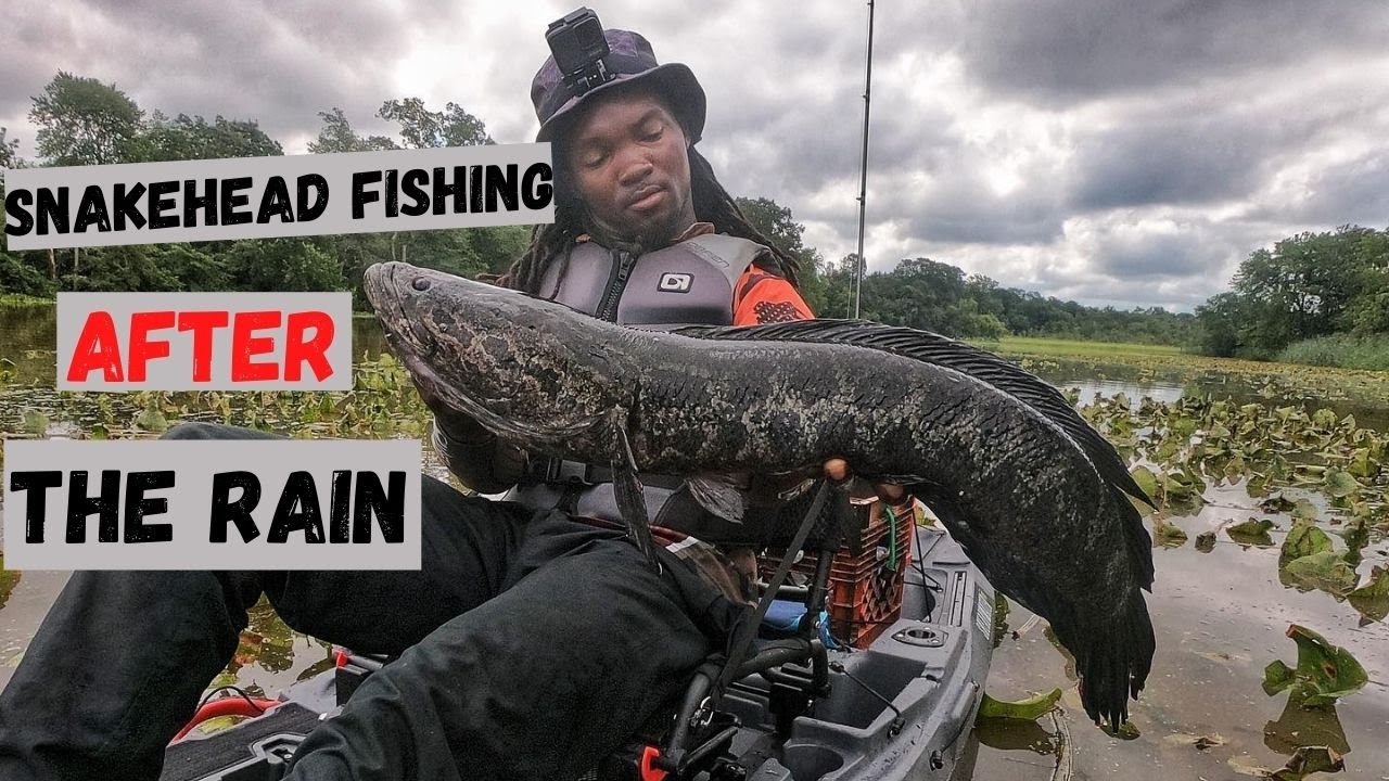 Snakehead Fishing After Heavy Rain (BIG FISH)
