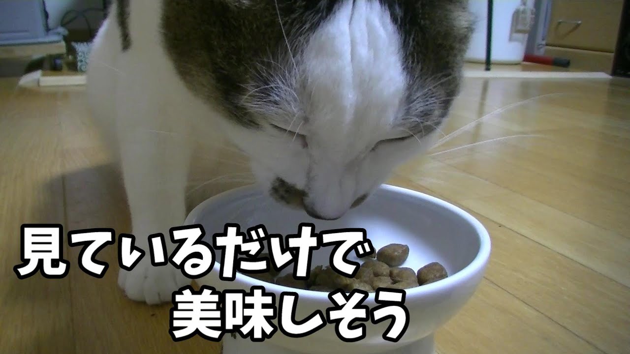 自分も食べたくなるくらい美味しそうにカリカリを食べる猫