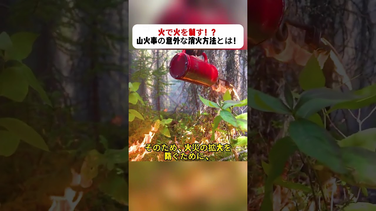 火で火を制す！？ 山火事の意外な消火方法とは！ #山火事 #消火方法 #火で火を制す #隔離帯 #防災技術