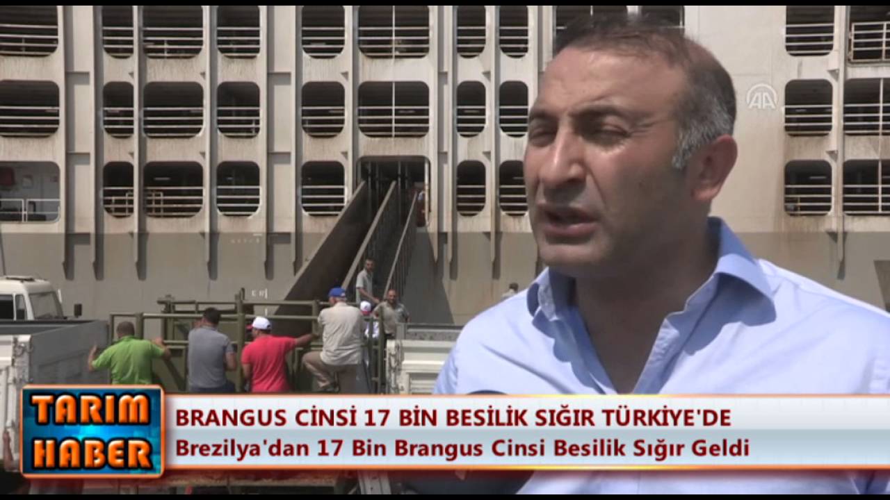 Brezilya'dan 17 bin Brangus cinsi besilik sığır geldi
