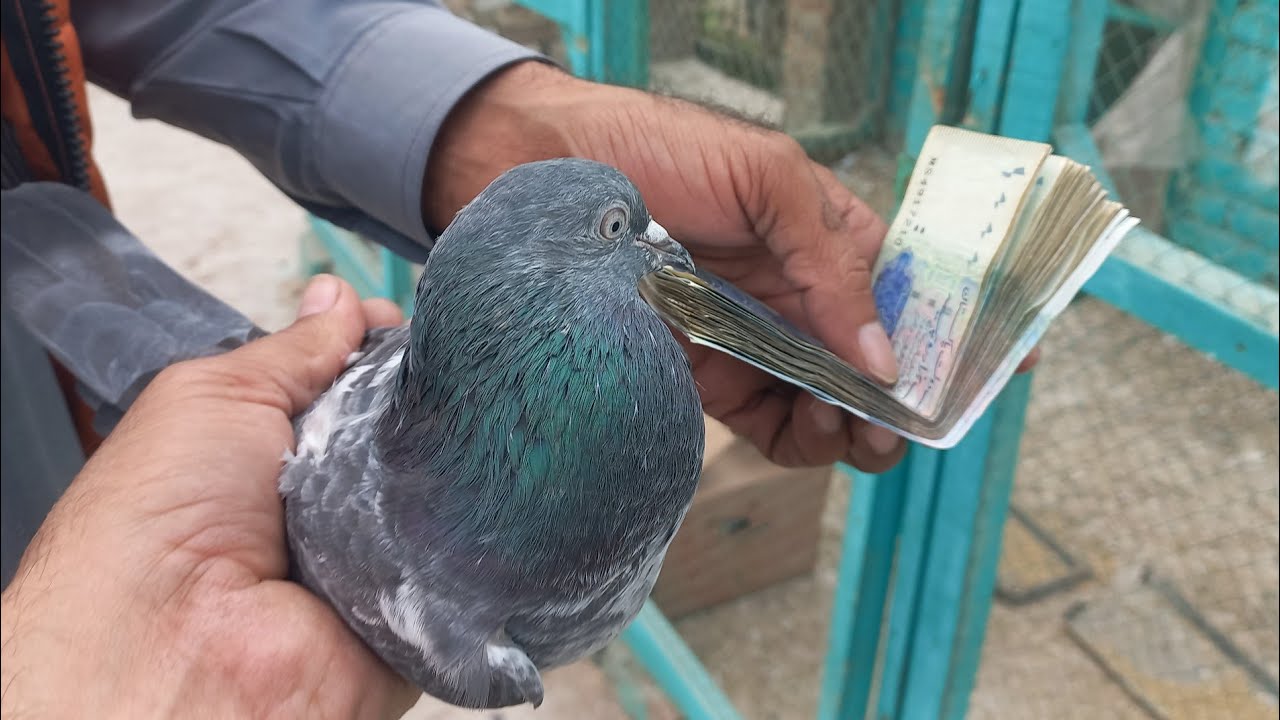Ustad Rifat shah sab faisalabad wally k nayaab Jonsiray 35 saal parany kabootar