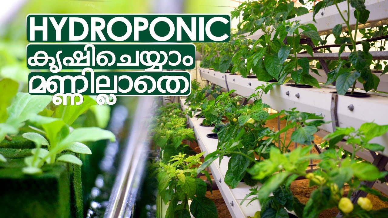 farming without soil | Hydroponics farming | Kerala Agricultural University mannuthy # kerala