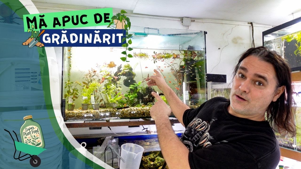 Pornesc un acvariu plantat low cost