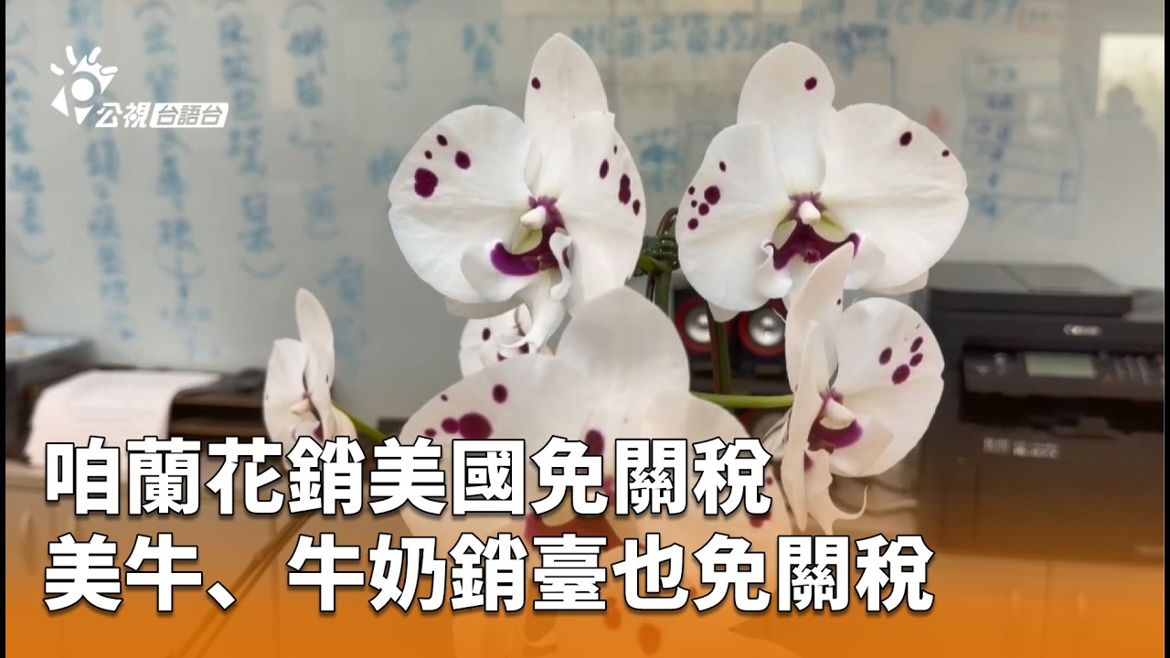 咱蘭花銷美國免關稅 美牛、牛奶銷臺也免關稅 | 公視台語台 | 20260213