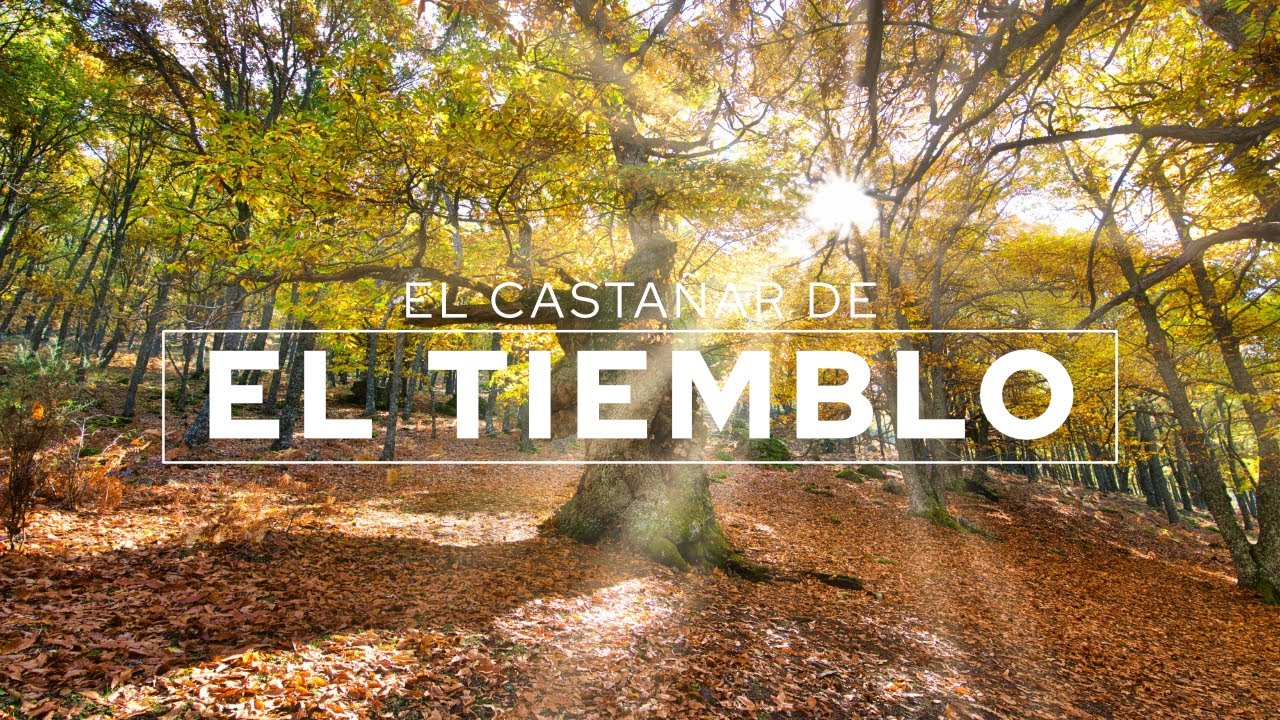 Otoño precioso en el Castañar de El Tiemblo (Ávila)