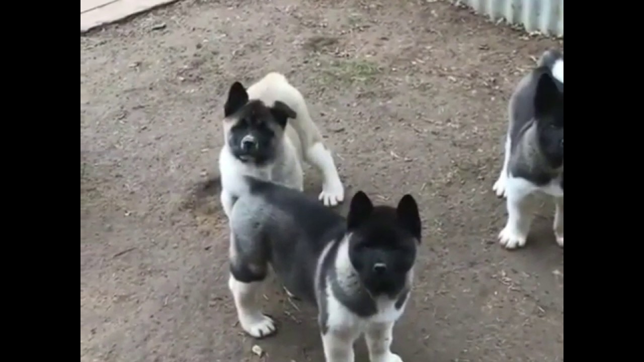 American Akita,  puppies