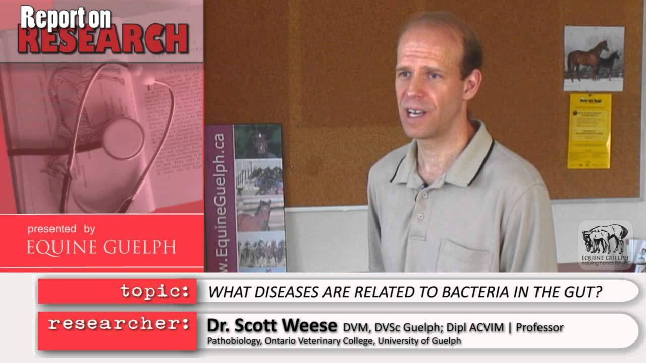 Bacterial population of the gut - Dr Scott Weese - Report on Research