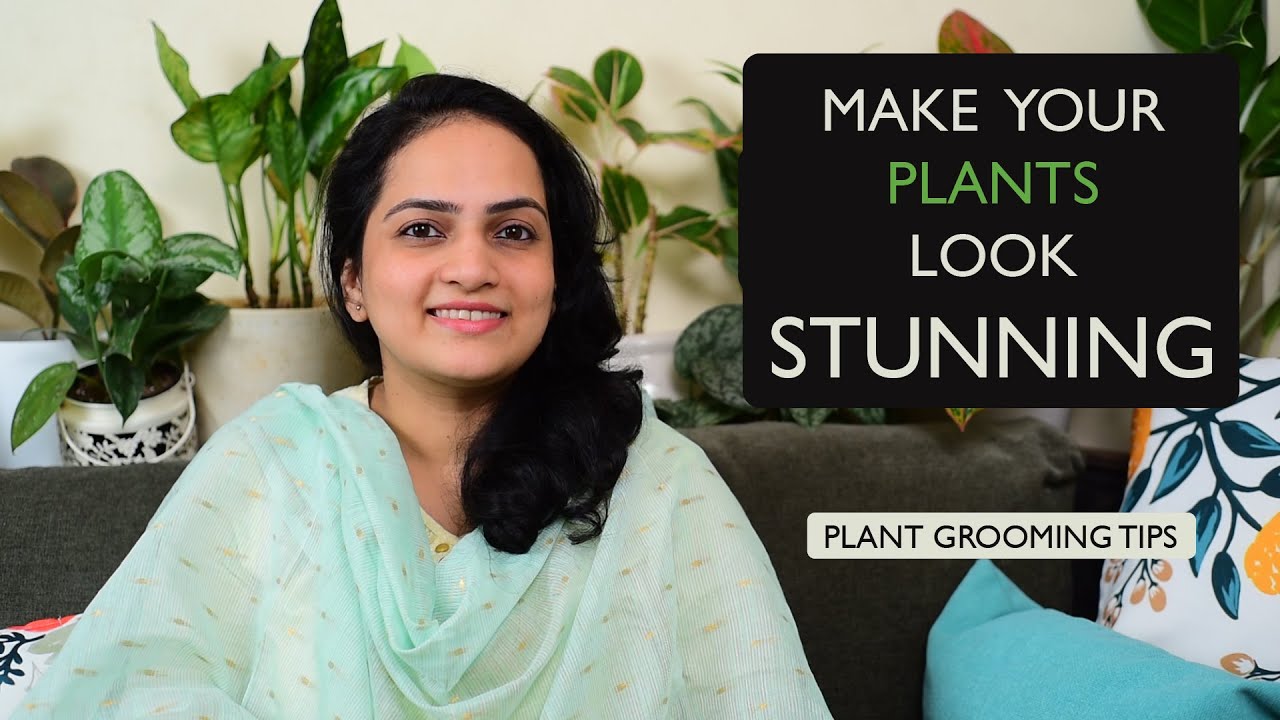 How to groom your indoor plants | Plant Care | Grooming Tips