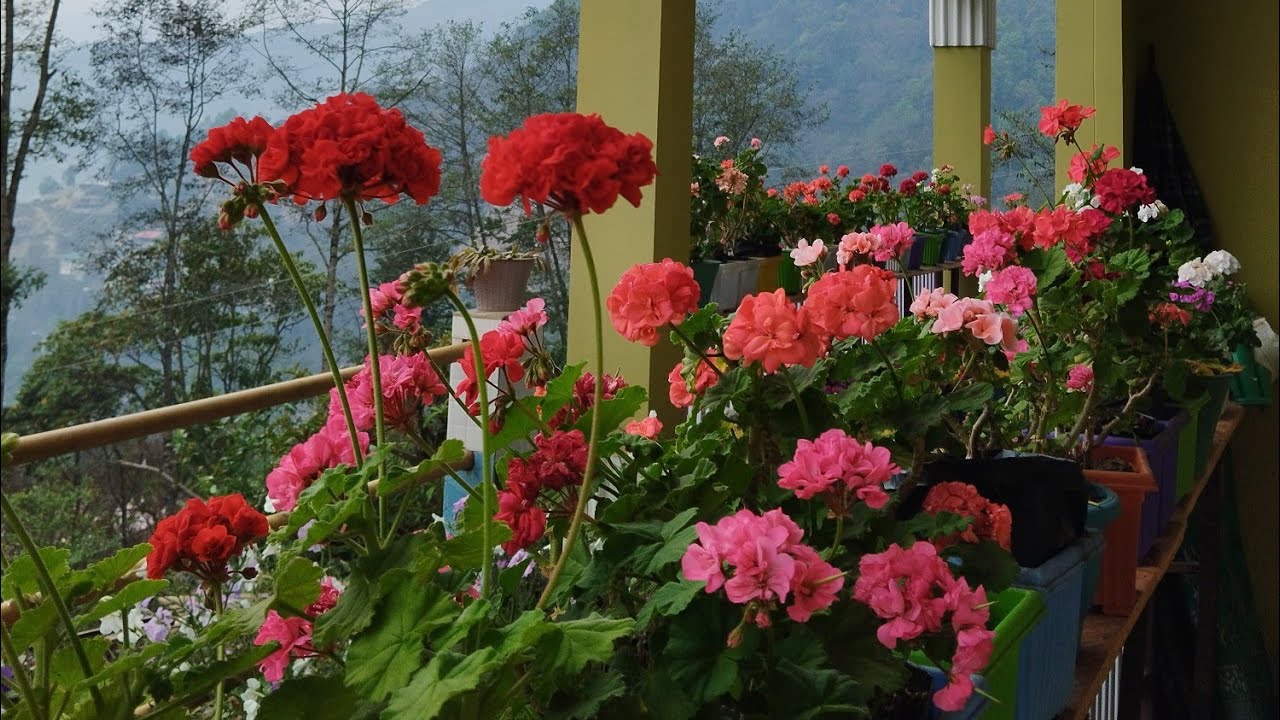 Overall views of my Garden April 2025