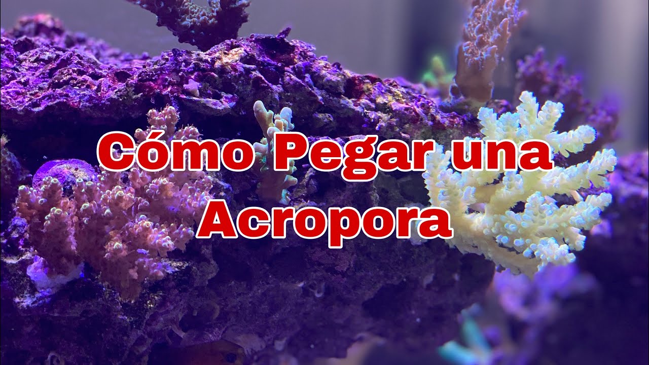 Cómo Pegar Acropora - Acuario Marino