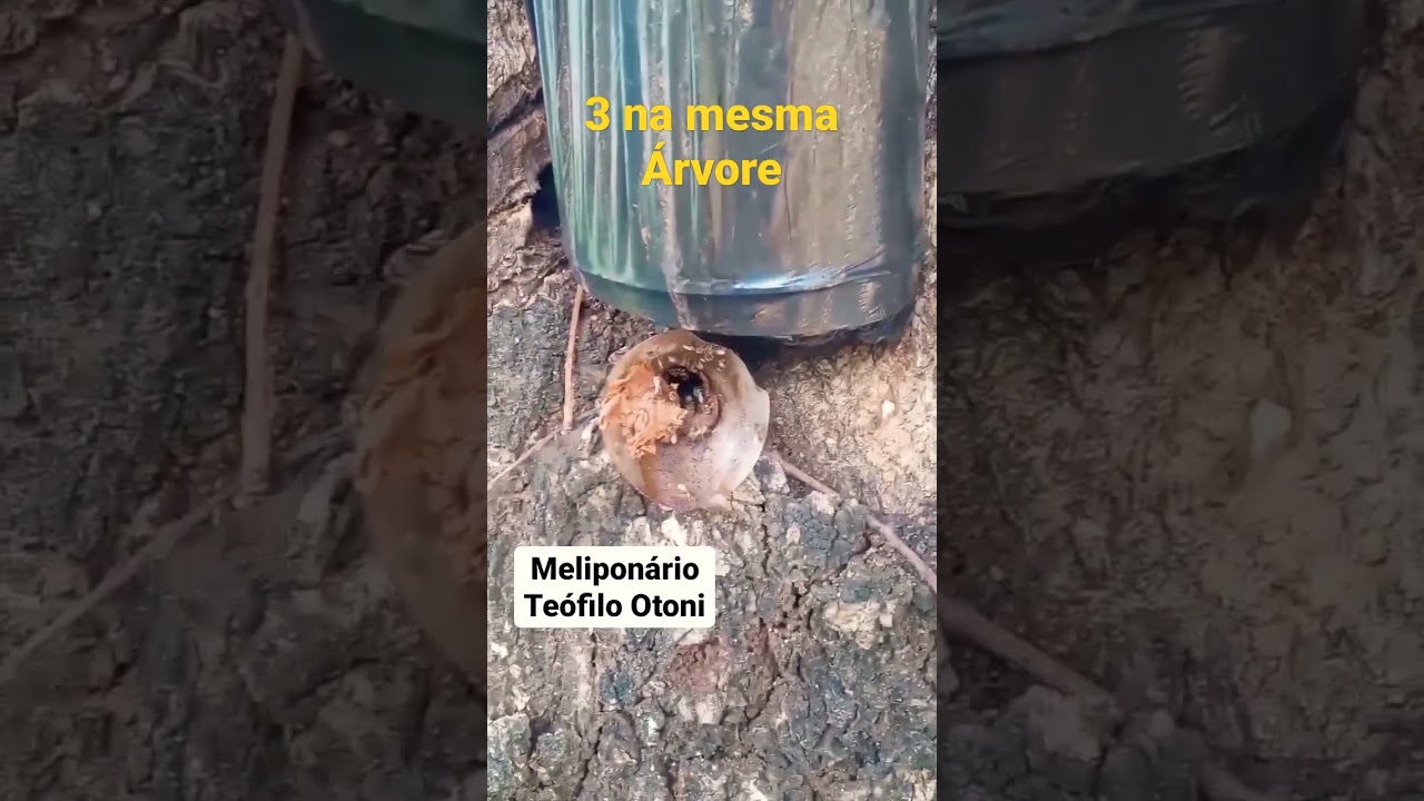 3 capturas de abelha sem Ferrão na mesma Árvore , para produção de mel🍯, natureza