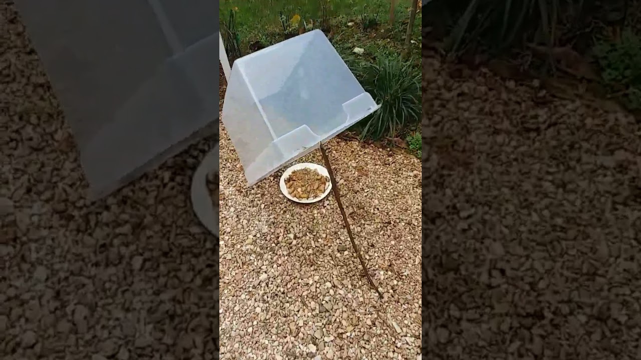 Homemade Squirrel TRAP!