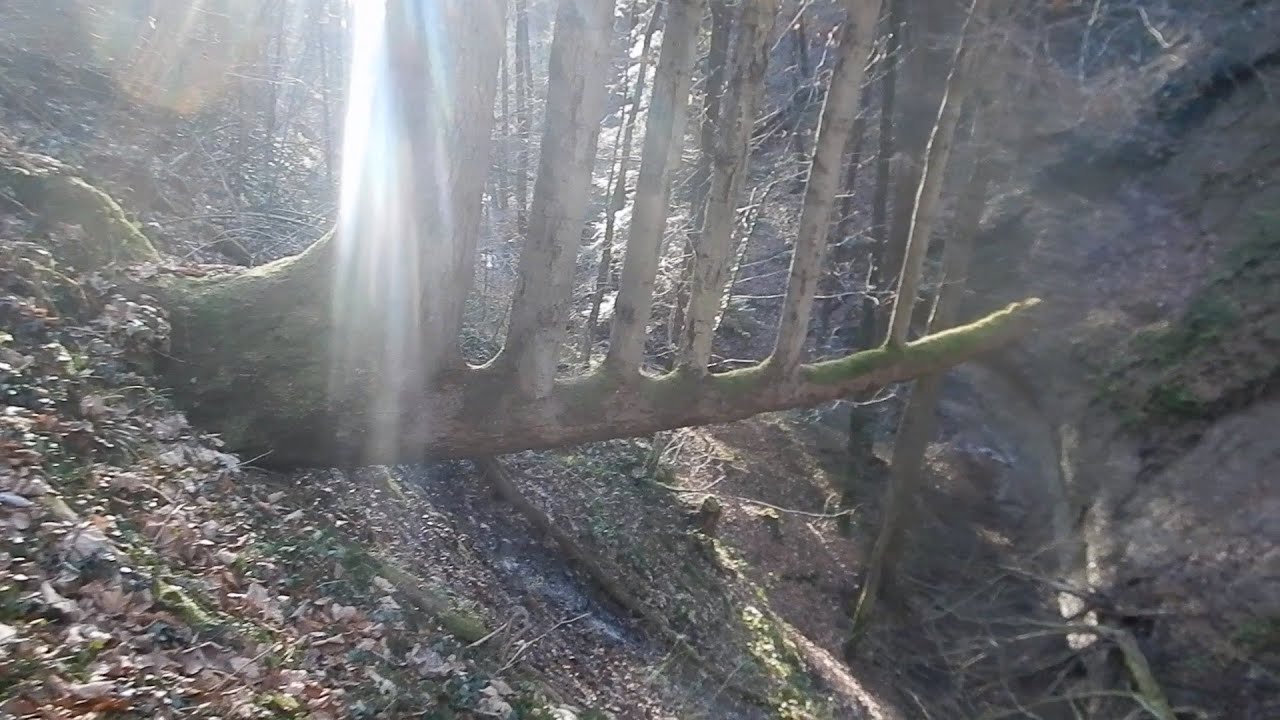 Bushcraft Mäke findet Harfentanne in  Unterrindal