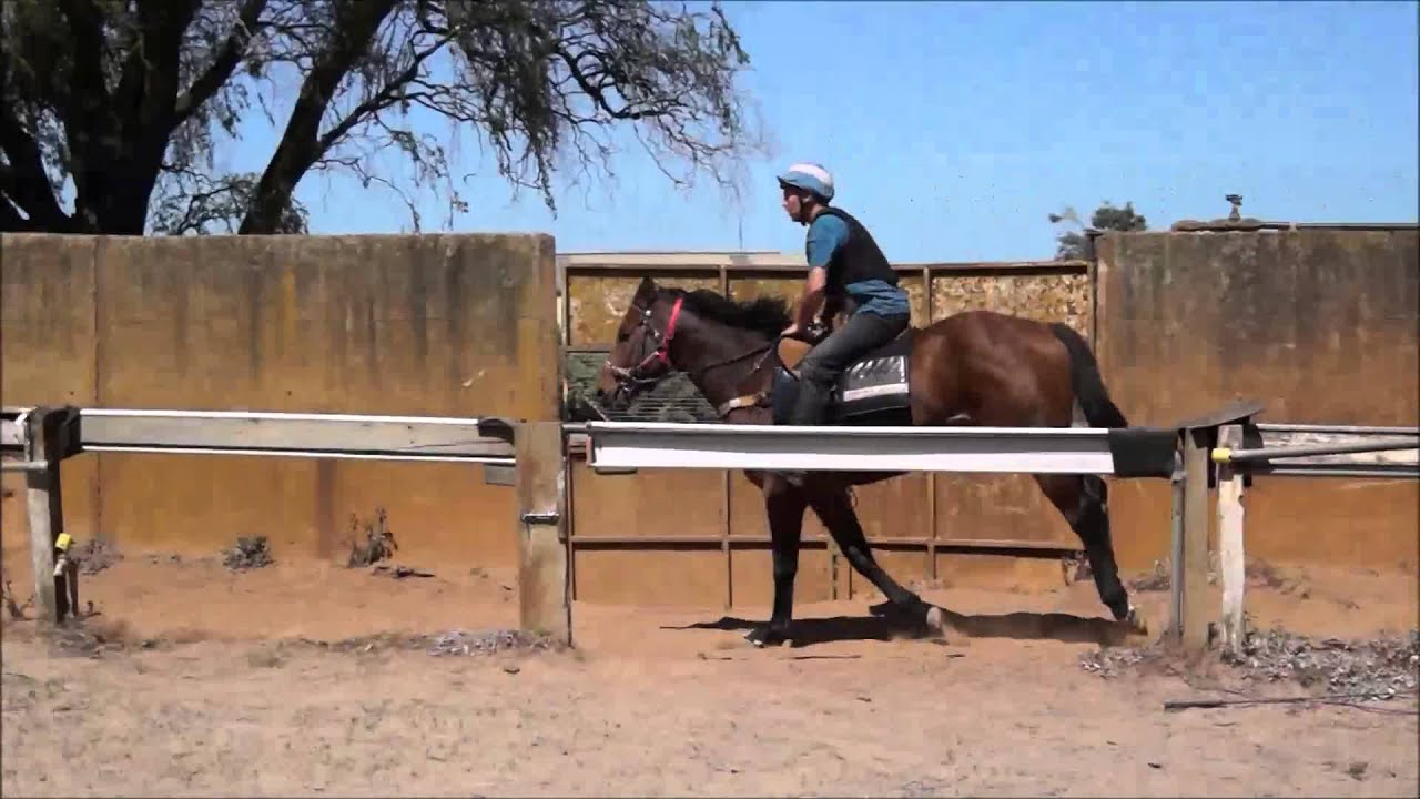Bernardini x Zutara colt breaking in video