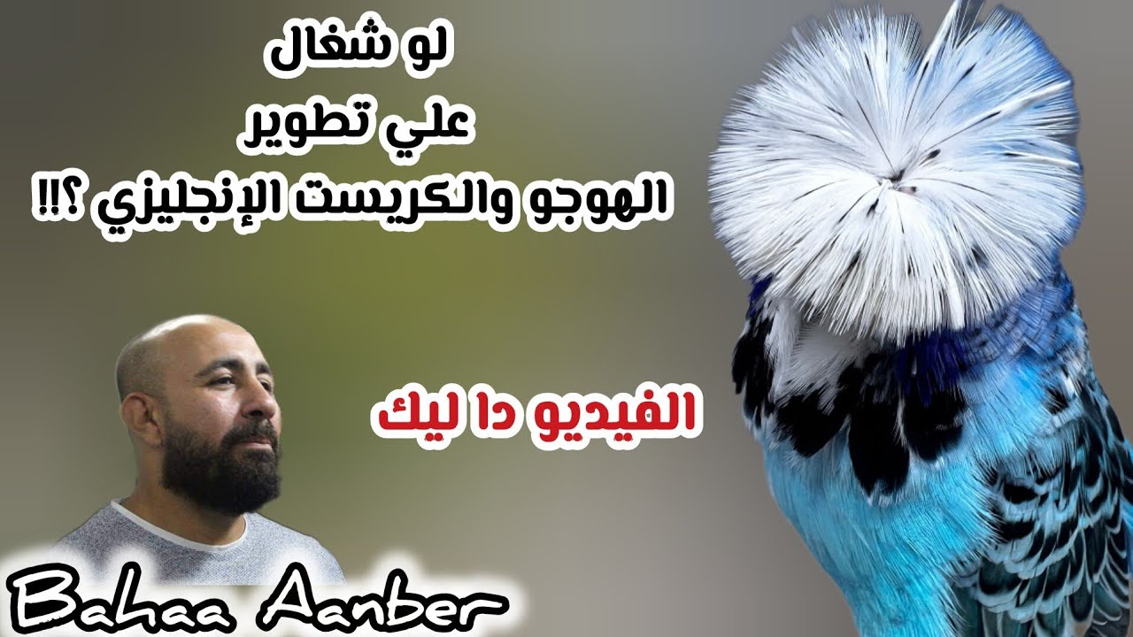 علشان تبقي مع المحترفين 👌 المواصفات القياسيه للبادجي الشوشه والهوجورومو الأحجام ...
