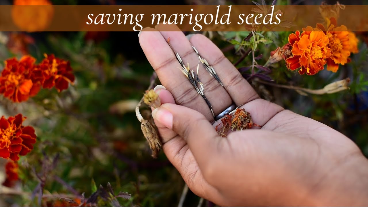 how to harvest and save marigold seeds
