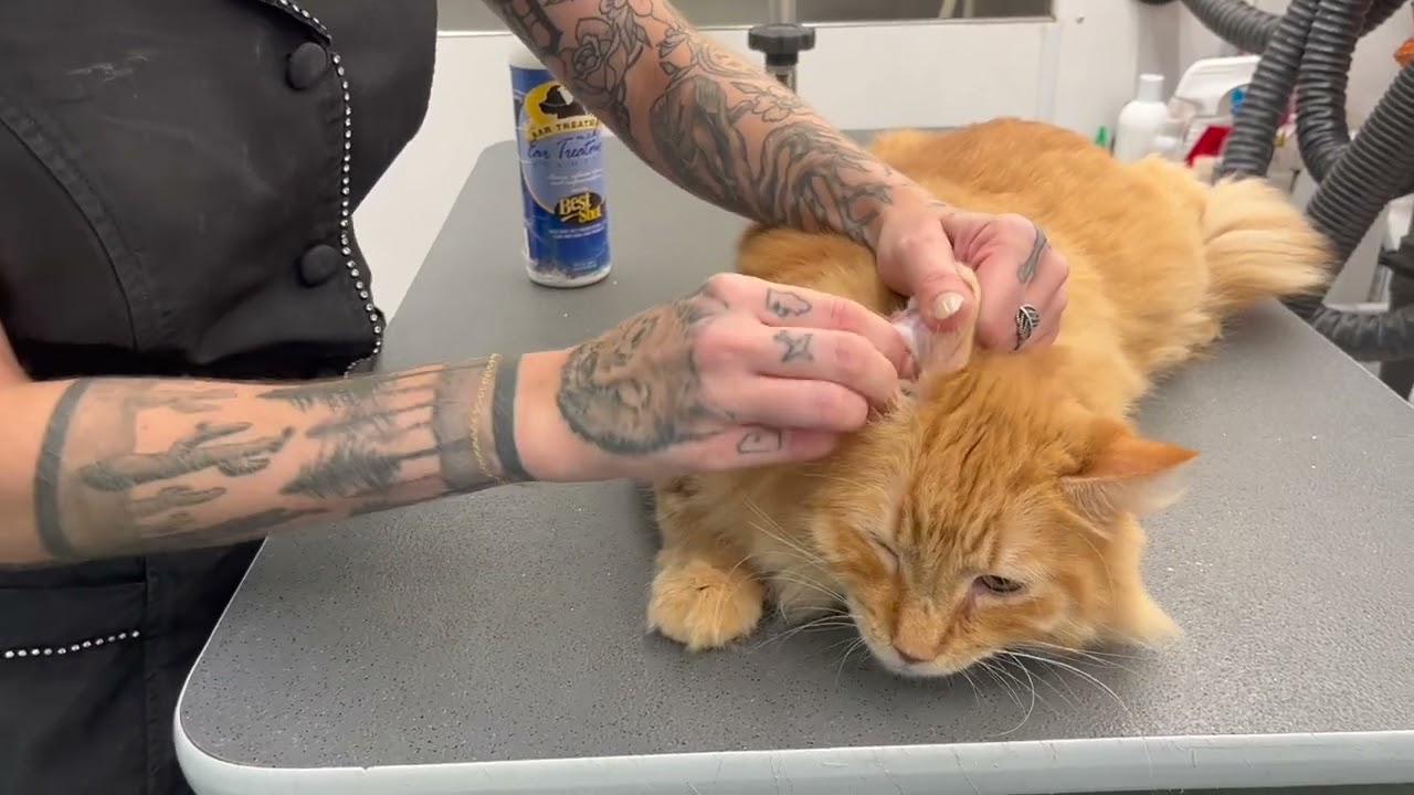 Cleaning a Cat&rsquo;s Ears Without Getting Scratched (Too Much) 😼🛁