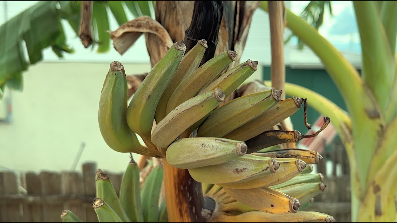 Ice Cream Banana harvest / Blue Java Banana