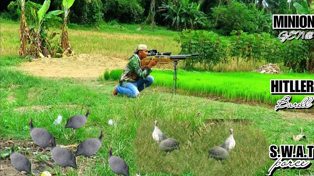 ⛔Niat berangkat berburu terkukur‼️Di jalan di hadang gerombolan ayam mutiara
