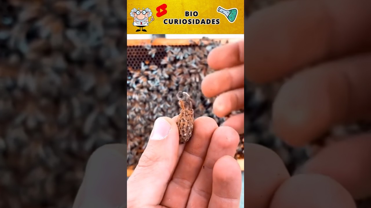 Abelhas Surpreendentes: Descubra as Fascinantes Curiosidades Sobre Essas Insetos Incr&iacute;veis