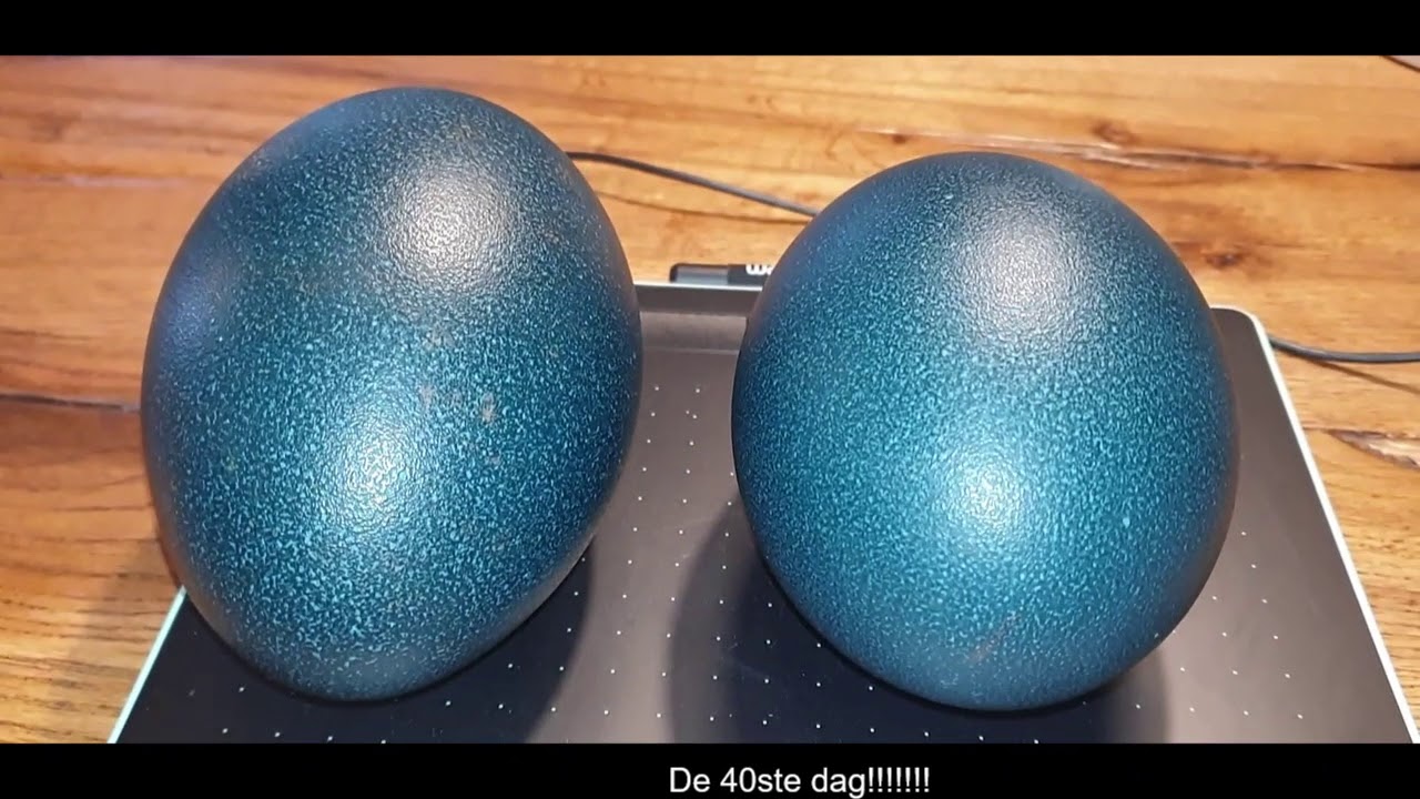 Hatching Emu eggs, 3rd attempt/ Emoe eieren uitbroeden poging 3