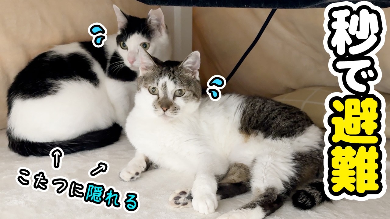 さっきまで幸せだったのに‥うっとりしていた愛猫が一瞬でこうなりました