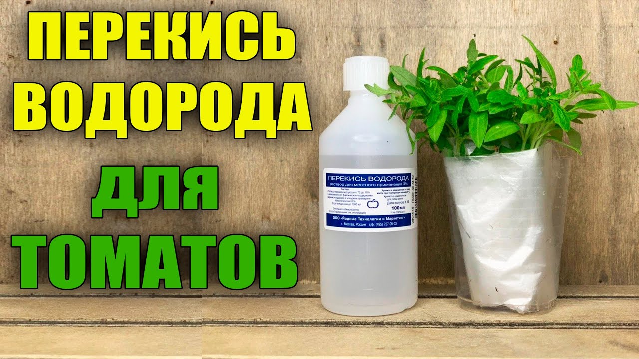 ПЕРЕКИСЬ ВОДОРОДА! ПОСЕВ ТОМАТОВ С ПЕРЕКИСЬЮ ВОДОРОДА БЕЗ ЗЕМЛИ!