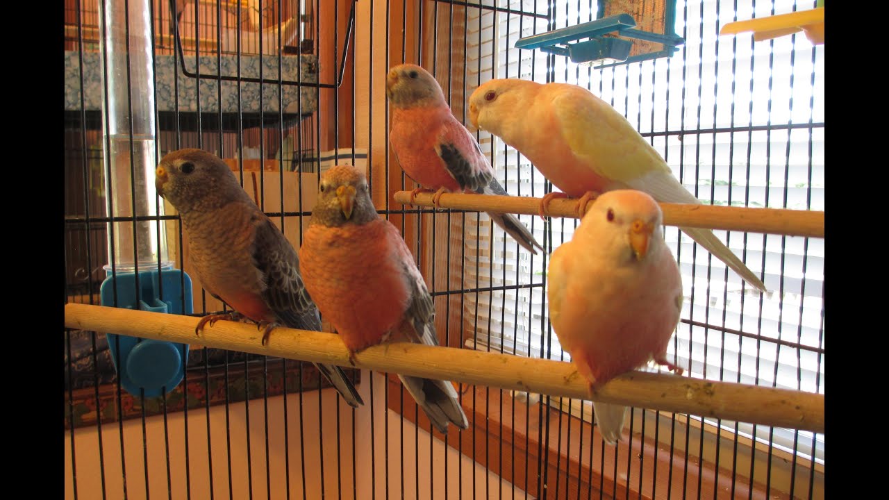 Male Bourke Parakeet Displays -- Recognize Their Sex