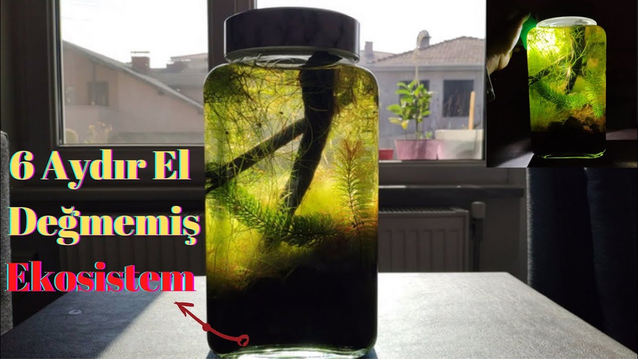 Kavanozda Yaşam Bölüm 3 | 6 Aydır Kendi Kendine Yaşayan Ekosistem | Enclosed Ecosphere 6 Month
