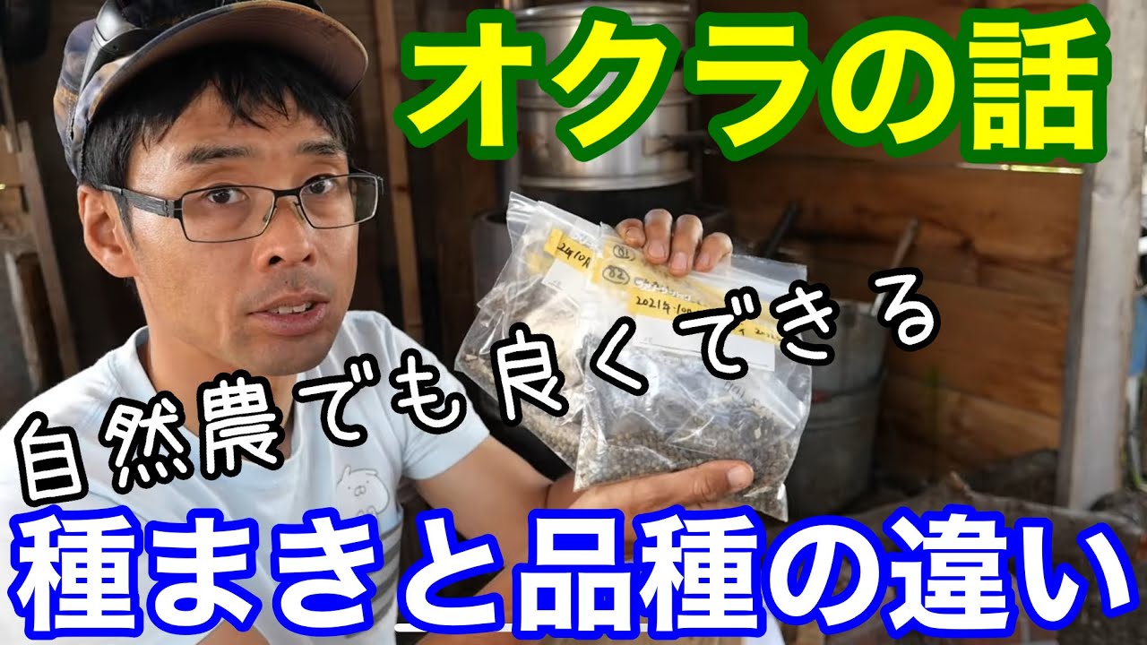 【オクラの話】種蒔き方法の違いと品種について《自然農/家庭菜園/無農薬/無肥料/不耕起》