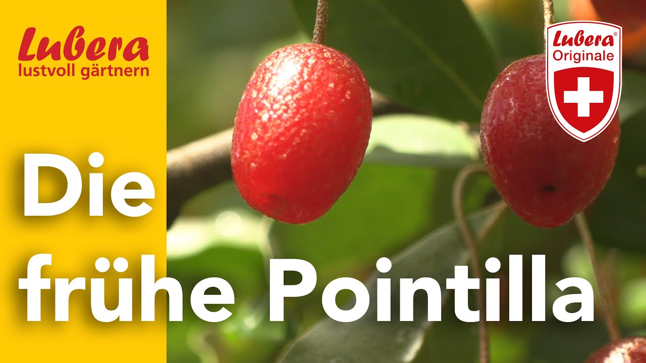 Die frühe Pointilla: Gesunde Früchte und gesunder Boden - 'Elaeagnus' ein Multitalent für den Garten