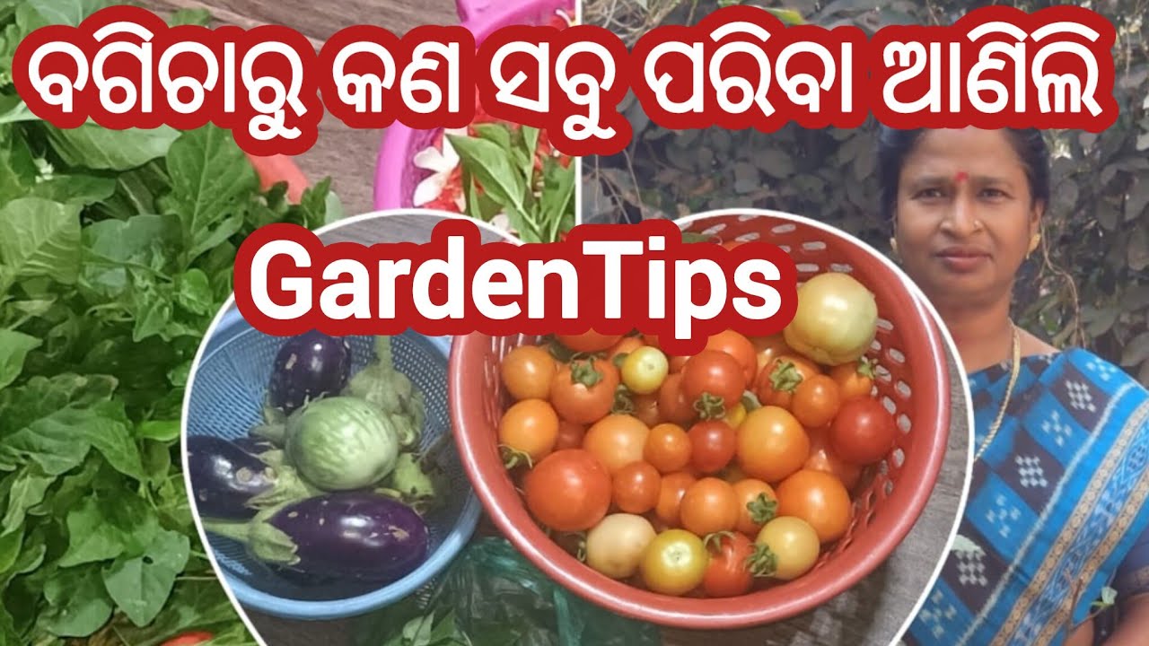 ବଗିଚରୁ କଣ ସବୁ ପରିବା ଆଣିଲି/Harvesting ସହିତ ଆଜିର Garden Tips #@supravamishra5346