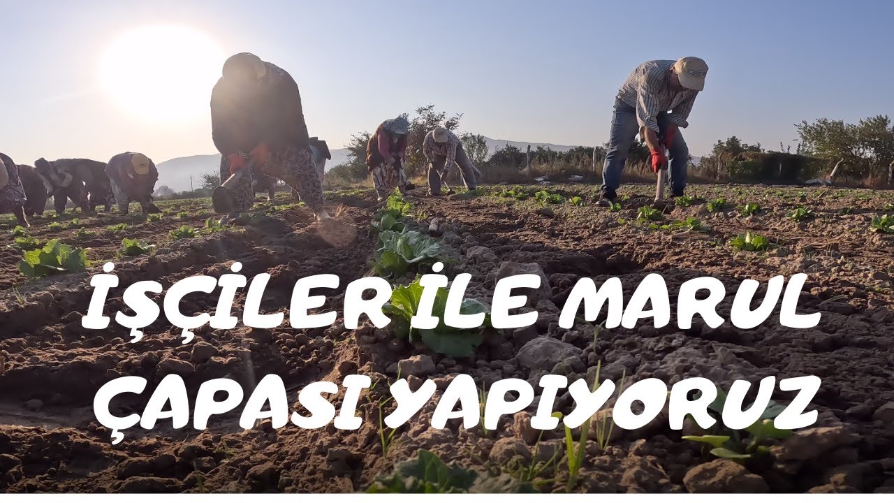 MARUL ÇAPASI YAPIYORUZ GÜLME GARANTİLİ :D