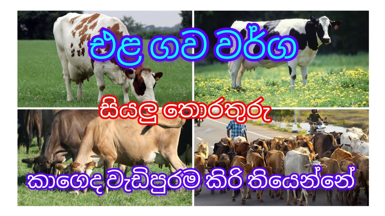ශ්‍රී ලංකාවේ කිරි ගව වර්ග , ගව පාලනය , OL සහ AL