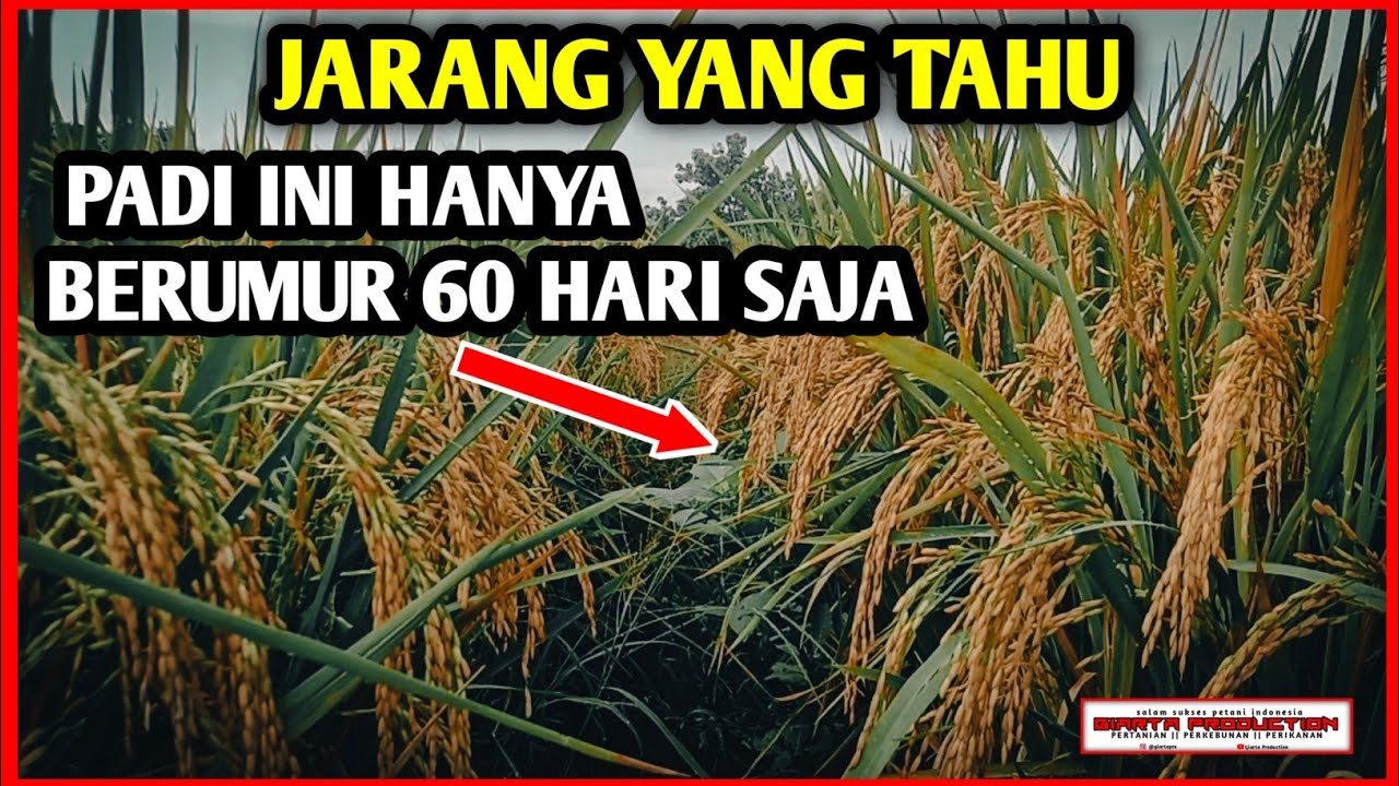 DAFTAR BIBIT PADI UNGGUL BERUMUR SUPER GENJAH 60 HARI PANEN || Petanipedia eps 16