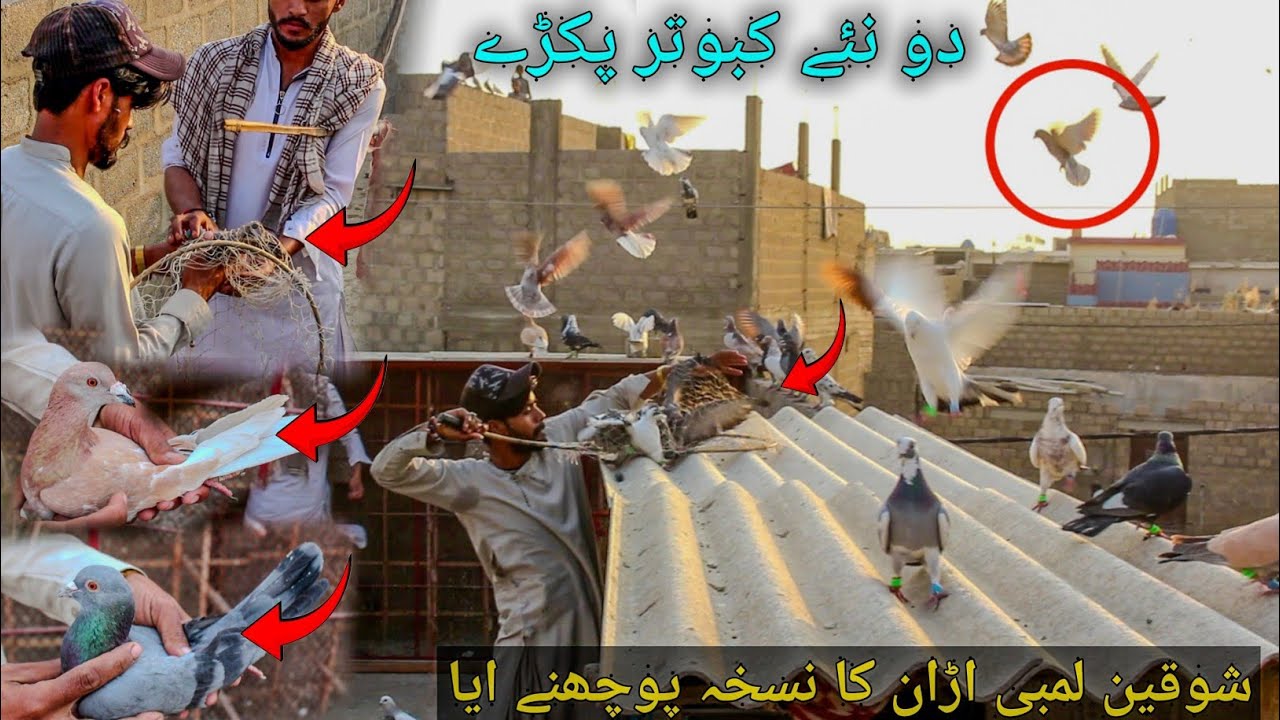 Live New Kabotar Pakra | Trying To Catching New Pigeon | New Pigeon Catching Videos