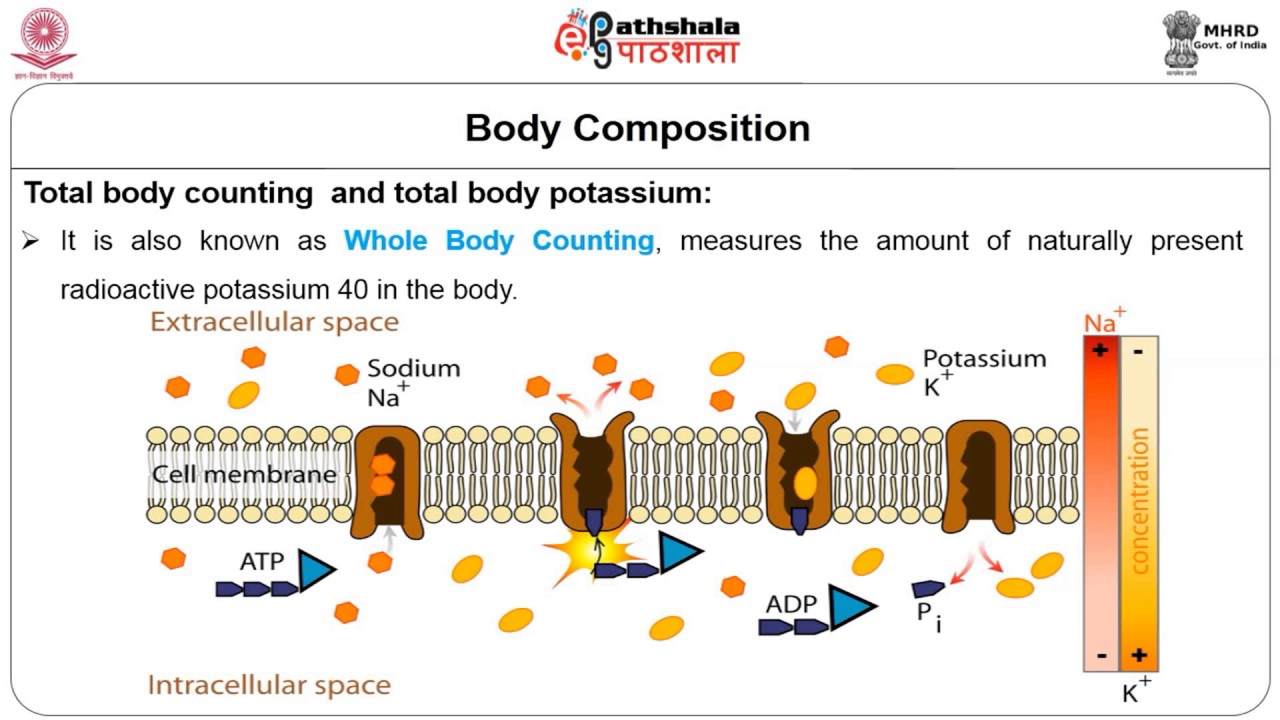 Direct Method of Assessment of Body Composition